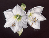 Bild: White Flowers