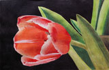Bild: Tulip